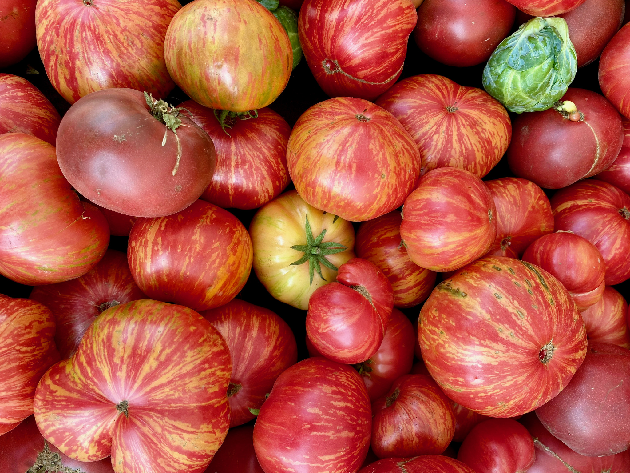 Apparently, We're in for a Tomato Girl Summer